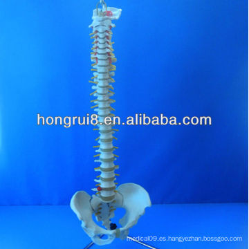 Columna vertebral flexible de por vida, modelo médico de la espina dorsal humana